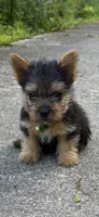 Frizzbee, a male Norwich Terrier for sale in Groesbeck, TX – 1 of 8