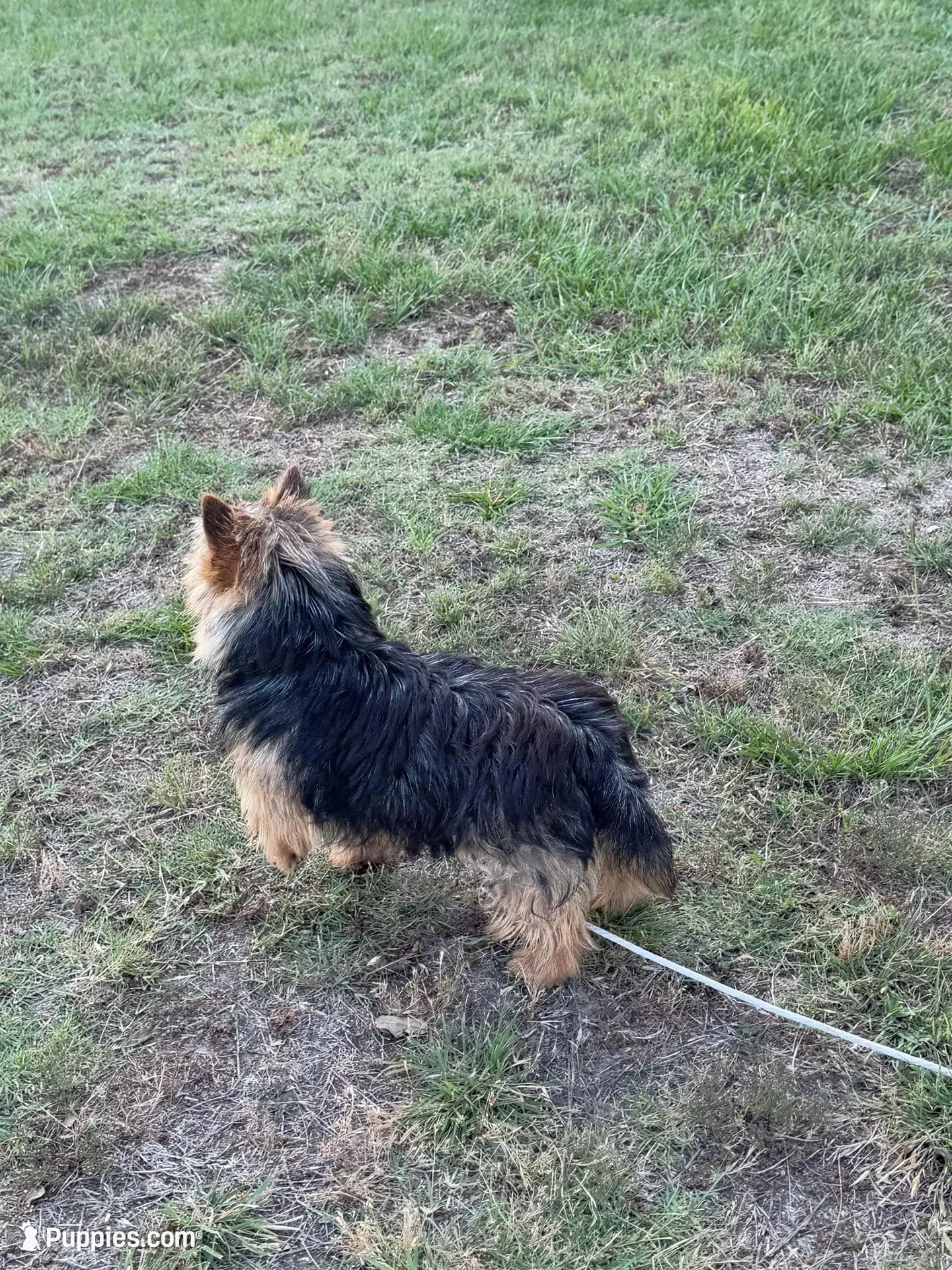 Handy Man , a male Norwich Terrier for sale in Groesbeck, TX – Photo 7 of 10