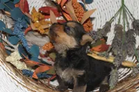 Handy Man , a male Norwich Terrier for sale in Groesbeck, TX – Photo 1 of 10