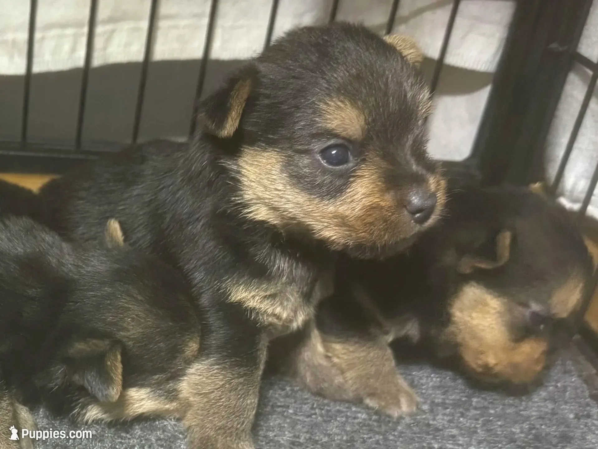 Handy Man , a male Norwich Terrier for sale in Groesbeck, TX – 4 of 10