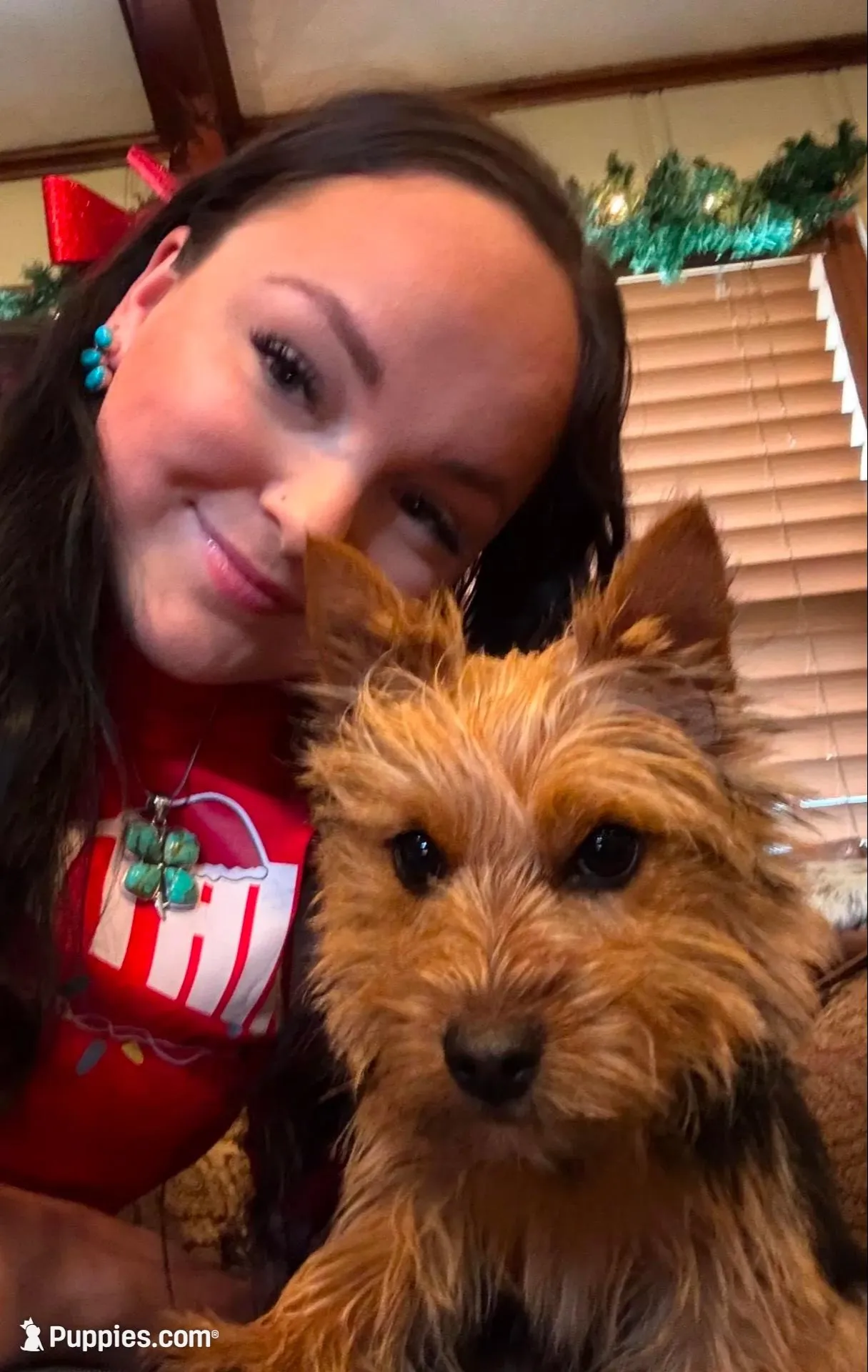 Handy Man , a male Norwich Terrier for sale in Groesbeck, TX – Photo 5 of 10