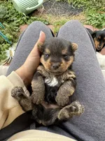 Handy Man , a male Norwich Terrier for sale in Groesbeck, TX – Photo 2 of 10