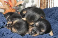 Handy Man , a male Norwich Terrier for sale in Groesbeck, TX – Photo 10 of 10