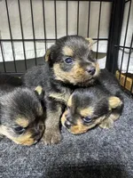 Handy Man , a male Norwich Terrier for sale in Groesbeck, TX – Photo 6 of 10