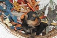 Handy Man , a male Norwich Terrier for sale in Groesbeck, TX – Photo 9 of 10