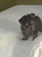 Frizzbee, a male Norwich Terrier for sale in Groesbeck, TX – 3 of 8