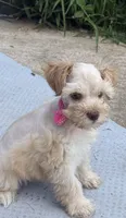 Fancy French pearls , a female Miniature Schnauzer for sale in Groesbeck, TX – 1 of 7