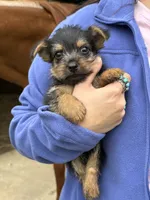 Frizzbee, a male Norwich Terrier for sale in Groesbeck, TX – 5 of 8