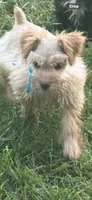 Fancy French pearls , a female Miniature Schnauzer for sale in Groesbeck, TX – 5 of 7