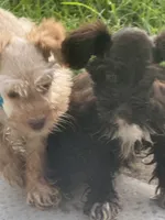 Fancy French pearls , a female Miniature Schnauzer for sale in Groesbeck, TX – 4 of 7