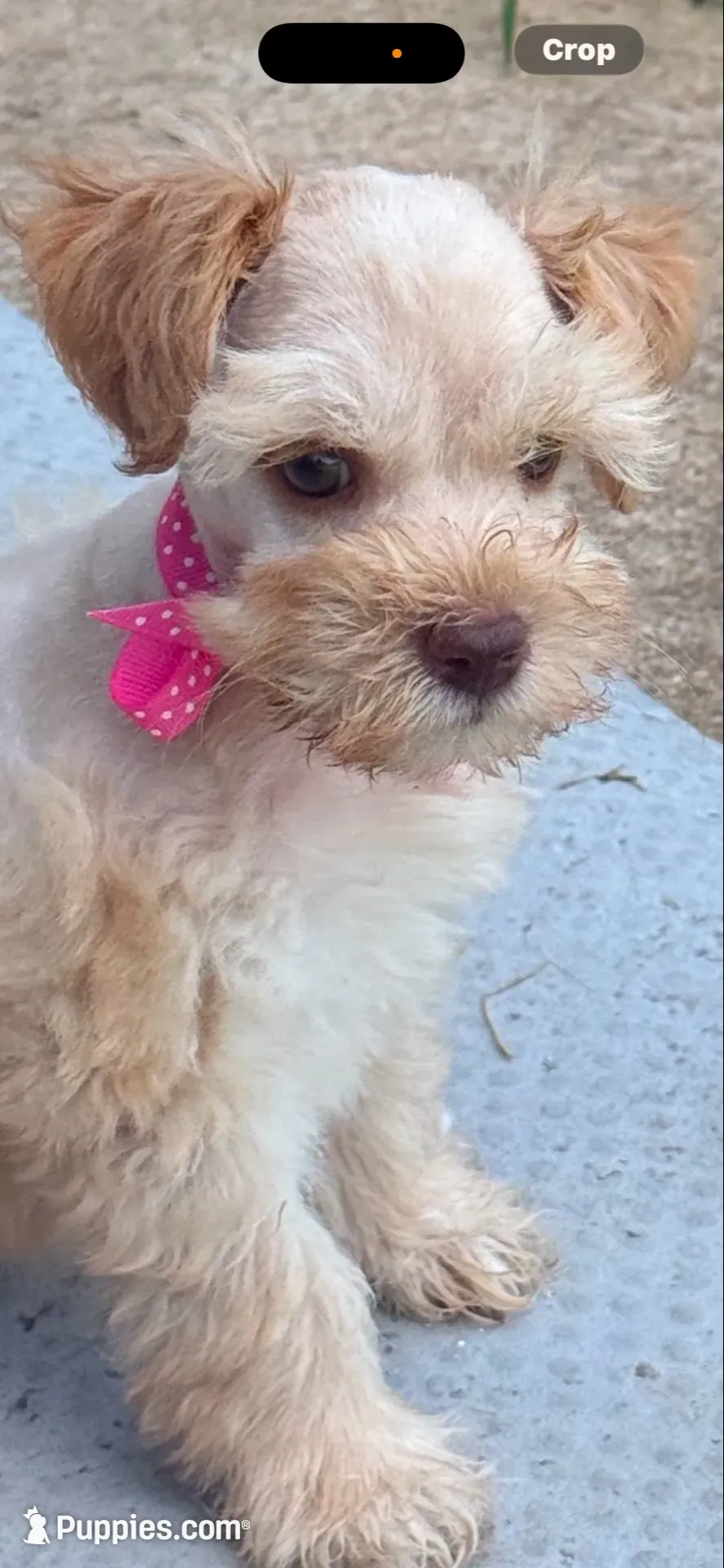 Fancy French pearls , a female Miniature Schnauzer for sale in Groesbeck, TX – 3 of 7