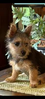 Handy Man , a male Norwich Terrier for sale in Groesbeck, TX – 1 of 8