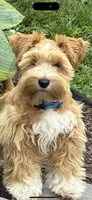 Fancy French pearls , a female Miniature Schnauzer for sale in Groesbeck, TX – 7 of 7