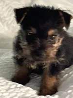 Frizzbee, a male Norwich Terrier for sale in Groesbeck, TX – 2 of 8