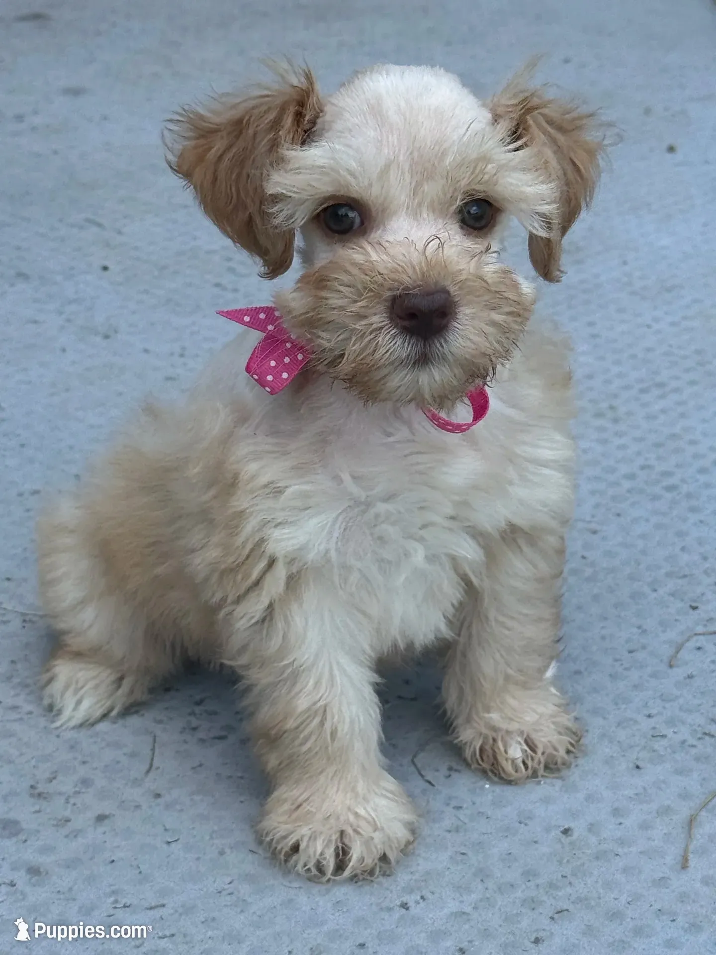 Fancy French pearls , a female Miniature Schnauzer for sale in Groesbeck, TX – 2 of 7