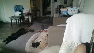 Toby, a male Maltese for sale in Milwaukee, WI – 1 of 1