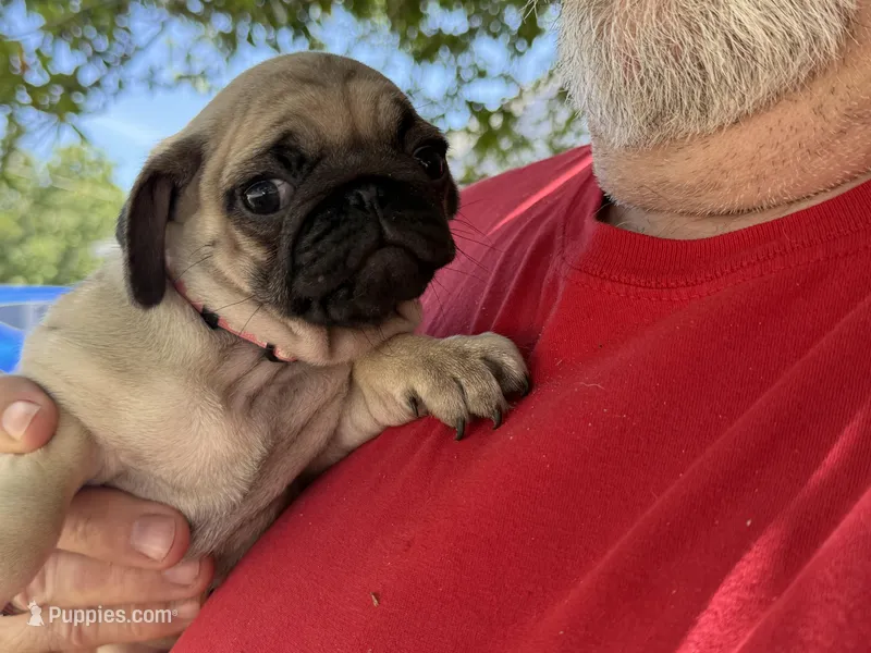 Pink girl – Pug puppy for sale in Sebastian, FL