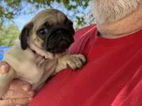 Pink girl, a female Pug for sale in Sebastian, FL – Photo 1 of 2