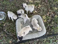 Pink girl, a female Pug for sale in Sebastian, FL – Photo 2 of 2
