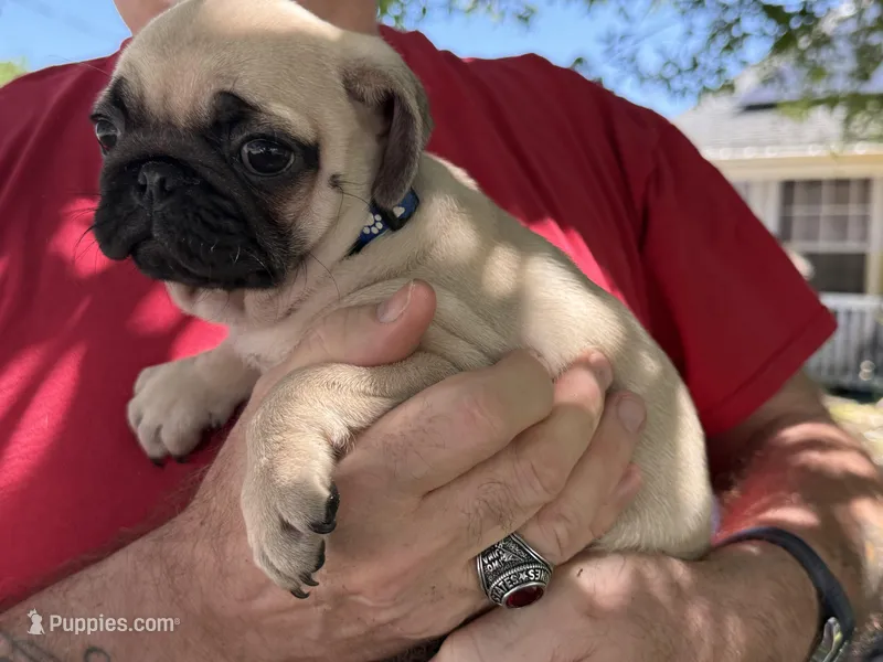 Green boy – Pug puppy for sale in Sebastian, FL