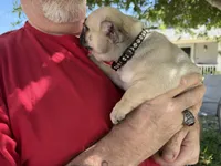 Black boy, a male Pug for sale in Sebastian, FL – Photo 2 of 3