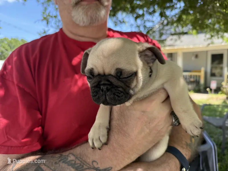 Black boy – Pug puppy for sale in Sebastian, FL