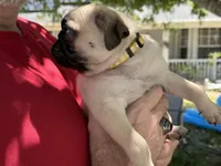 Yellow girl, a female Pug for sale in Sebastian, FL – Photo 2 of 3