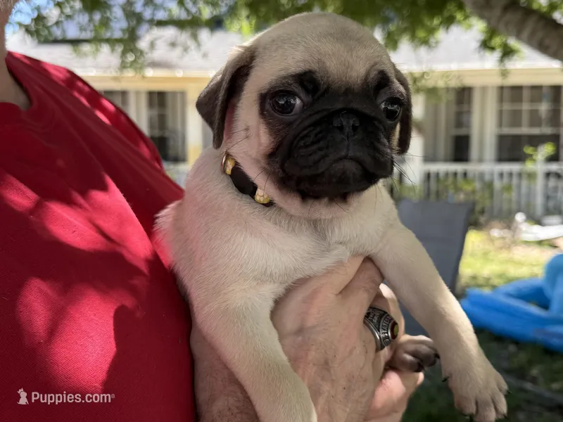Yellow girl – Pug puppy for sale in Sebastian, FL