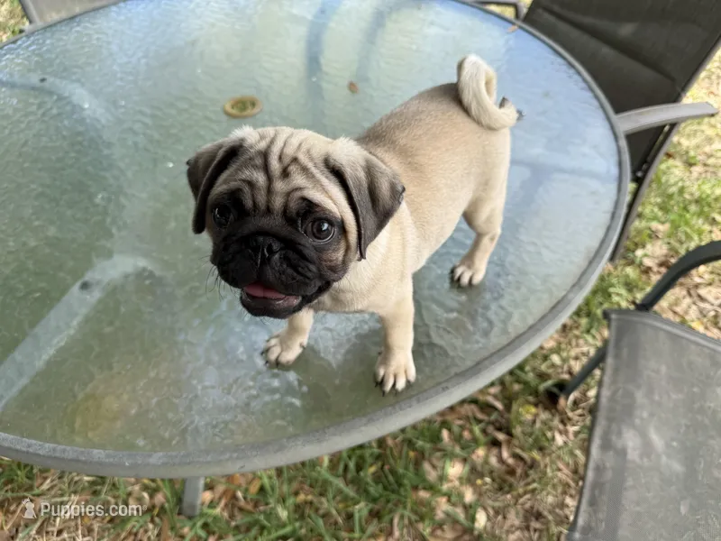 Purple boy – Pug puppy for sale in Sebastian, FL