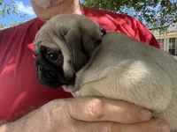 Purple boy, a male Pug for sale in Sebastian, FL – Photo 1 of 3