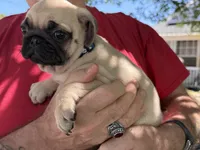 Blue girl, a female Pug for sale in Sebastian, FL – Photo 1 of 3