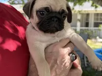 Blue girl, a female Pug for sale in Sebastian, FL – Photo 2 of 3