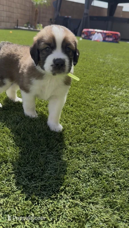 Neon Yellow – Saint Bernard, Saint Berdoodle puppy for sale in Menifee, CA