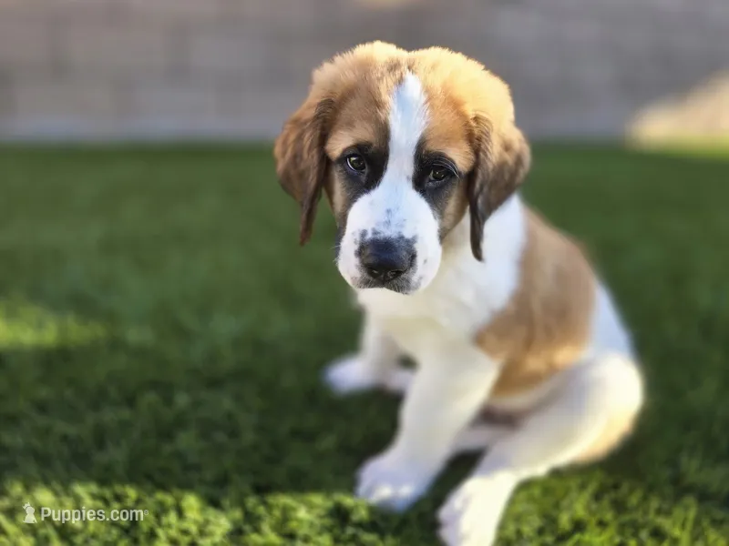 Red Collar – Saint Bernard, Saint Berdoodle puppy for sale in Menifee, CA