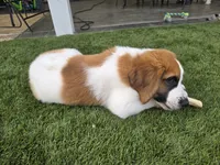 Red Collar, a male Saint Bernard and Saint Berdoodle for sale in Menifee, CA – 9 of 10