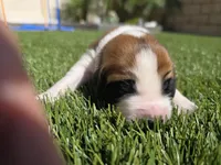 Pink Collar, a female Saint Bernard and Saint Berdoodle for sale in Menifee, CA – 3 of 7