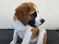 Red Collar, a male Saint Bernard and Saint Berdoodle for sale in Menifee, CA – 8 of 10