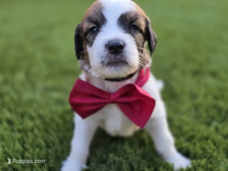 Black Collar – Saint Bernard, Saint Berdoodle puppy for sale in Menifee, CA