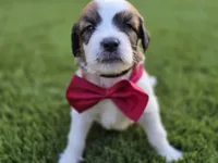 Black Collar, a male Saint Bernard and Saint Berdoodle for sale in Menifee, CA – 1 of 10