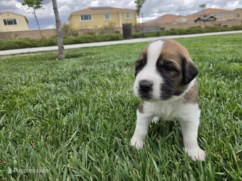 Neon Yellow – Saint Bernard, Saint Berdoodle puppy for sale in Menifee, CA