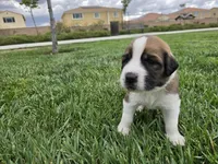 Neon Yellow, a male Saint Bernard and Saint Berdoodle for sale in Menifee, CA – 1 of 8