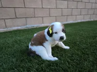 Yellow Collar, a female Saint Bernard and Saint Berdoodle for sale in Menifee, CA – 8 of 10