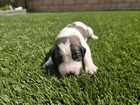 Purple Collar, a female Saint Bernard and Saint Berdoodle for sale in Menifee, CA – 7 of 7