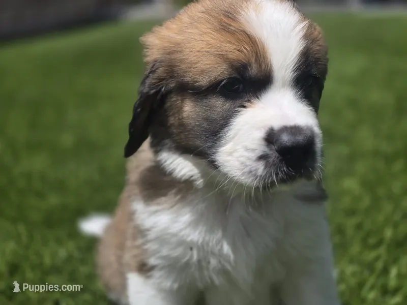 Neon Yellow – Saint Bernard, Saint Berdoodle puppy for sale in Menifee, CA