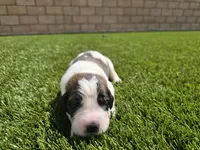 Purple Collar, a female Saint Bernard and Saint Berdoodle for sale in Menifee, CA – 6 of 7
