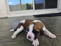 Pink Collar, a female Saint Bernard and Saint Berdoodle for sale in Menifee, CA – 4 of 7