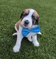 Turquoise, a male Saint Bernard and Saint Berdoodle for sale in Menifee, CA – 5 of 10