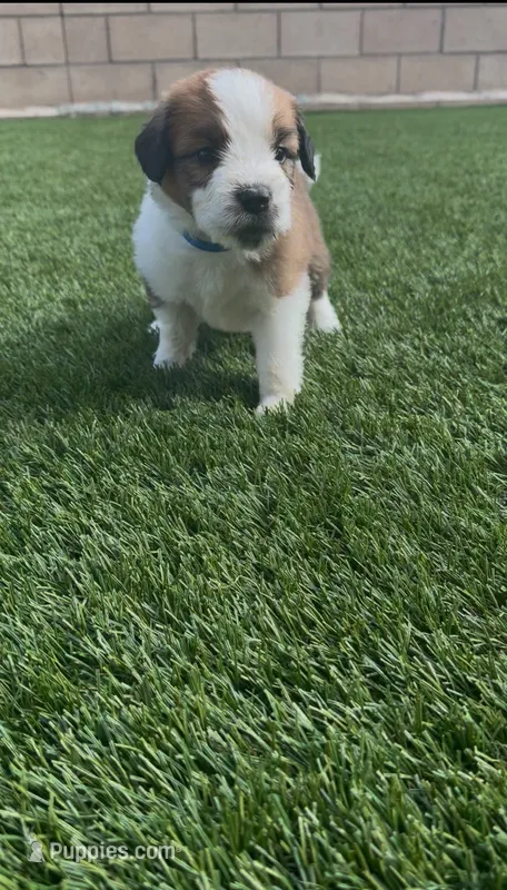 Blue Collar – Saint Bernard, Saint Berdoodle puppy for sale in Menifee, CA