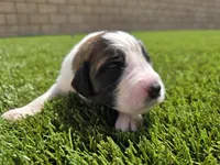 Purple Collar, a female Saint Bernard and Saint Berdoodle for sale in Menifee, CA – 4 of 7