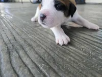 Green Collar, a male Saint Bernard and Saint Berdoodle for sale in Menifee, CA – 7 of 8